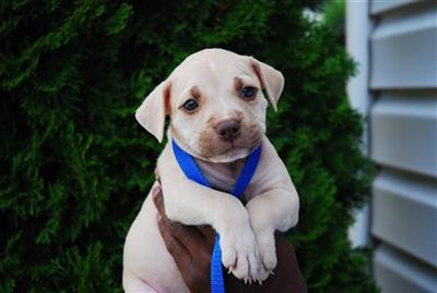Puppies in NC